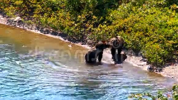 灰熊熊熊杯冰川公园视频的预览图