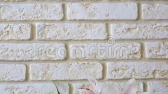 砖墙背景上的兰花视频的预览图