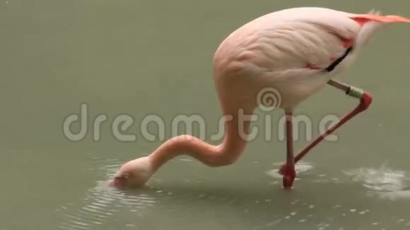 粉红火烈鸟视频的预览图