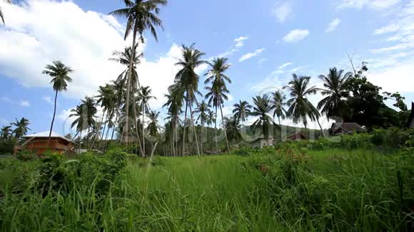 丛林森林中的椰子树和房子视频的预览图
