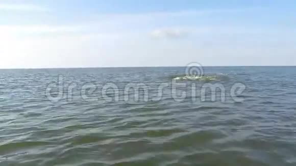 在黑海跳跃和游泳的海豚视频的预览图