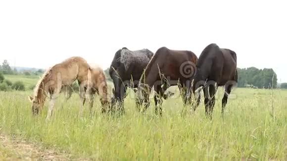 马群在田野里奔跑视频的预览图