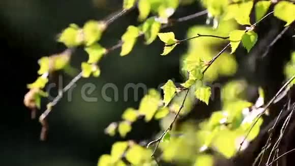 桦树枝叶淡绿色视频的预览图