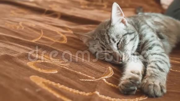 睡眠条纹猫猫完美的梦想猫睡在毯子里选择性专注猫睡觉的生活方式视频的预览图