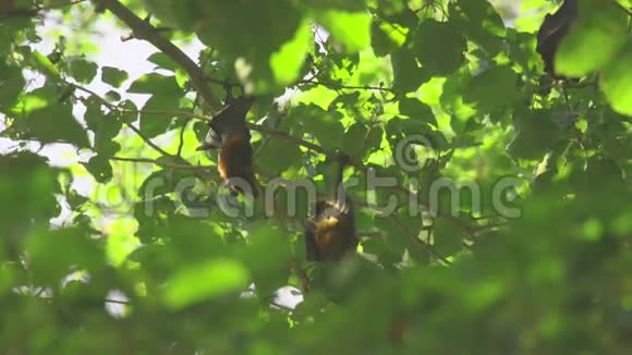 飞狐挂在树枝上洗澡视频的预览图