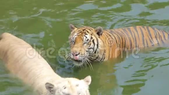 孟加拉虎在池塘里游泳视频的预览图