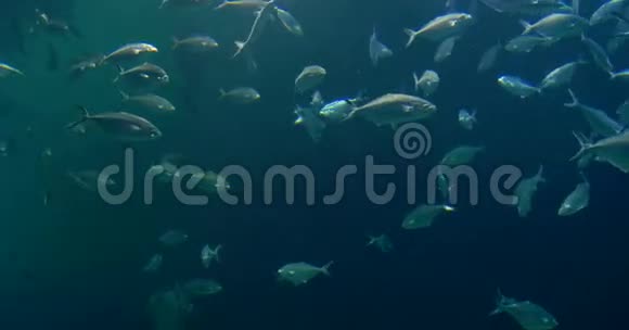 大型水族馆中的深海鱼视频的预览图