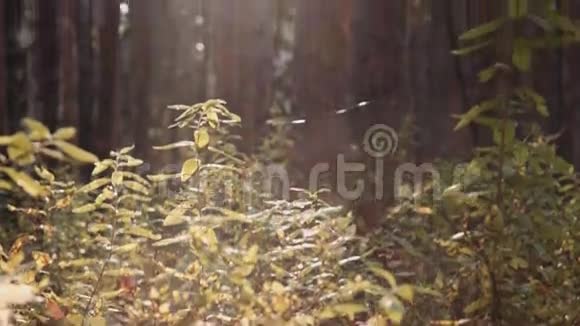 森林里的植物视频的预览图