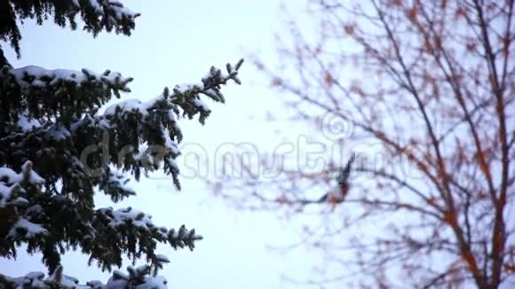 喜鹊在下雪时坐在树上视频的预览图