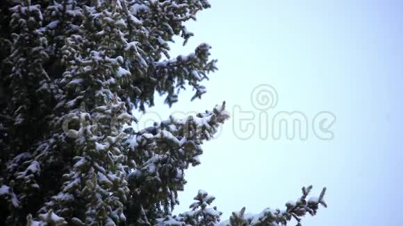 喜鹊在下雪时坐在树上视频的预览图