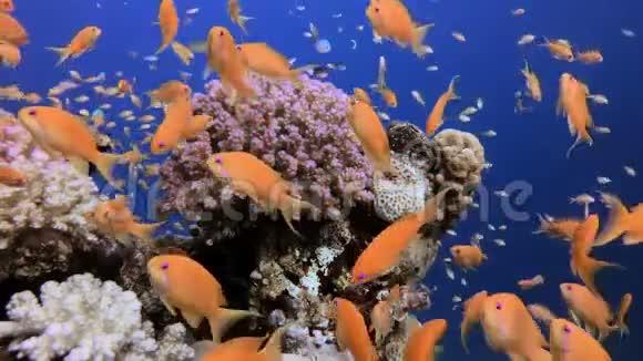水下五颜六色的景色视频的预览图