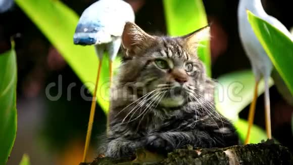 猫缅因州考恩环视自然视频的预览图