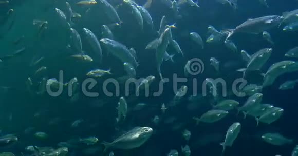 大型水族馆中的深海鱼视频的预览图