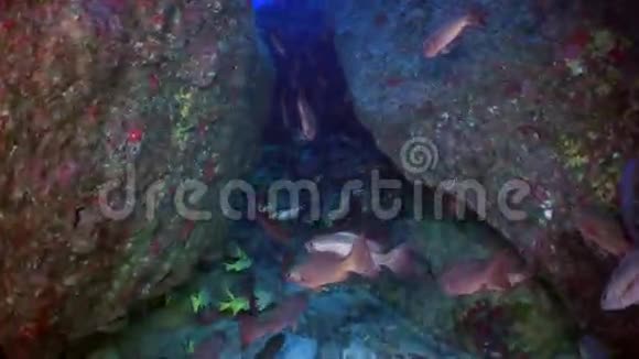 学校彩鱼在珊瑚礁和蓝海中游泳视频的预览图