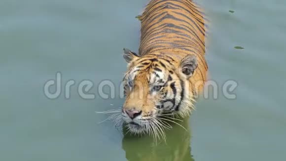孟加拉虎在池塘里游泳视频的预览图