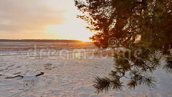令人惊叹的晚间运动冬季景观圣诞树落日美丽的冬林雪阳眩目视频的预览图
