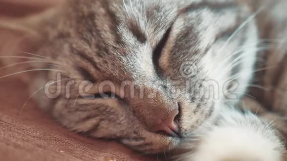 睡眠条纹猫猫完美的梦想猫睡在毯子里选择性的集中生活方式猫睡觉视频的预览图