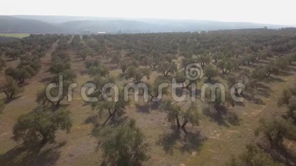 亚恩附近橄榄树的空中视野视频的预览图