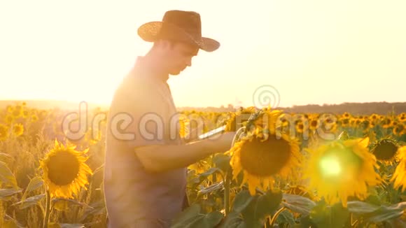 商人用平板电脑用向日葵检查他的田地农业商业概念农学家视频的预览图
