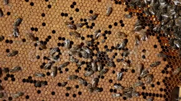 与充满蜂蜜的蜜蜂组成框架视频的预览图