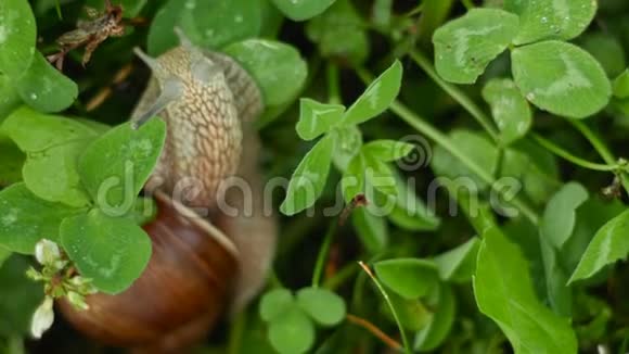 蜗牛在草地上爬行和进食视频的预览图