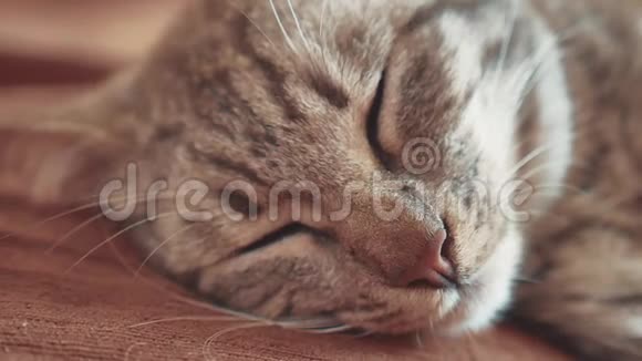 睡在床上条纹猫猫完美的梦想猫睡在毯子里选择性专注猫睡觉视频的预览图