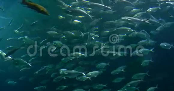 大型水族馆中的深海鱼视频的预览图