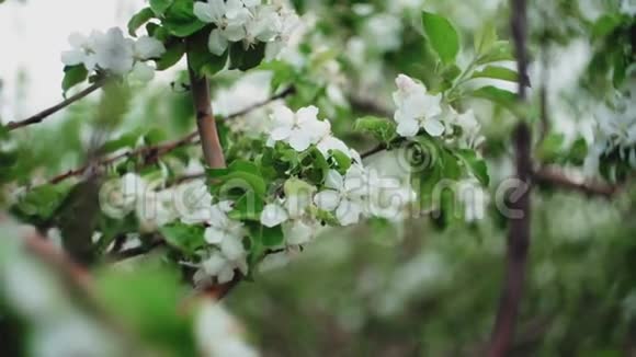 苹果树在树枝上开花在树上开花视频的预览图
