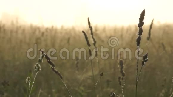 清晨在草地上滴着露珠的湿草视频的预览图