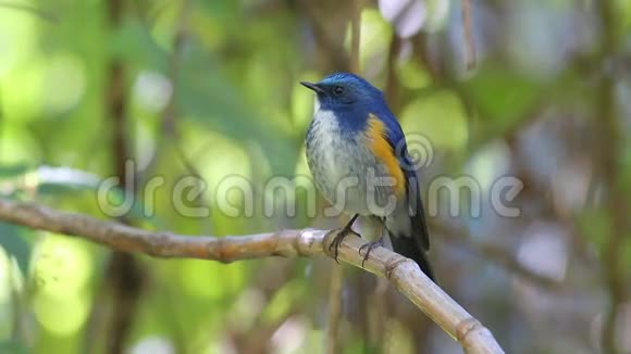 喜玛拉雅蓝尾塔西格罗菲塔斯泰国雄鸟视频的预览图