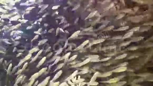 珊瑚礁小鱼巨大浅滩视频的预览图