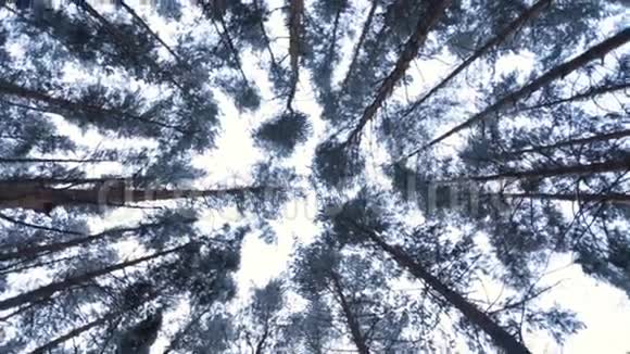 冬季针叶林视频的预览图