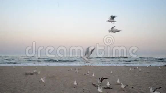 海鸥在海滩上飞翔视频的预览图