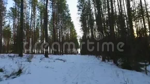 斯坦迪卡姆POV自然景观冬季森林景观视频的预览图