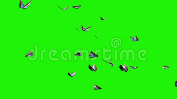 蓝蝴蝶绿屏上的大群视频的预览图