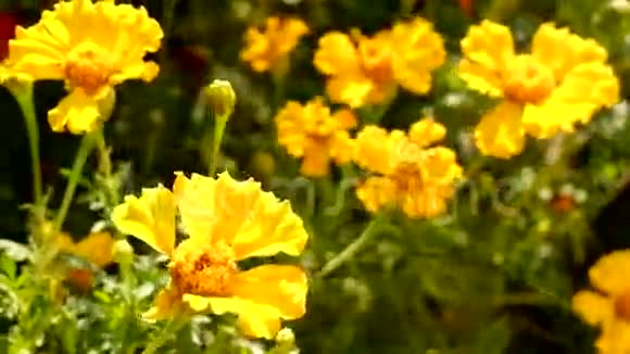 美丽的黄色格伯拉花视频的预览图