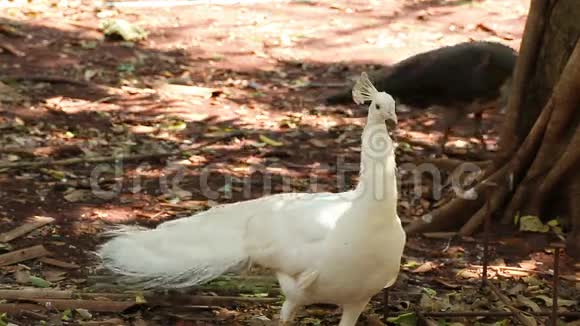 印度白皮鸟或孔雀站在地上行走视频的预览图