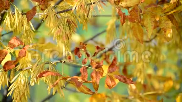 秋天把灰树黄叶收起来视频的预览图