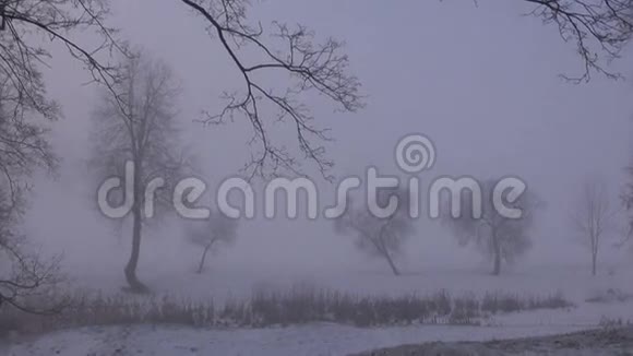 公园里清晨的冬雾视频的预览图