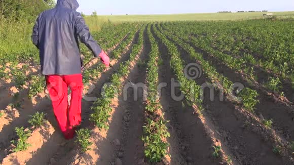 农民防护装备喷洒马铃薯田视频的预览图