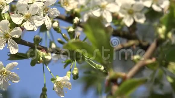 盛开的果树枝春天开着白色的花4K视频的预览图
