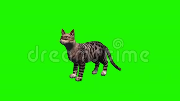 猫喵绿色屏幕视频的预览图