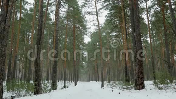 白天在冬林里散步视频的预览图