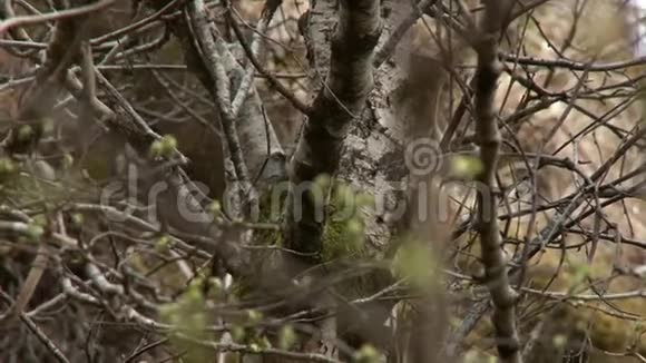 树林里一丛丛树枝视频的预览图
