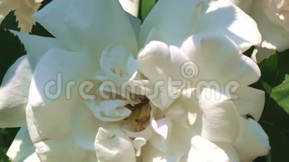 白玫瑰花园绽放视频的预览图