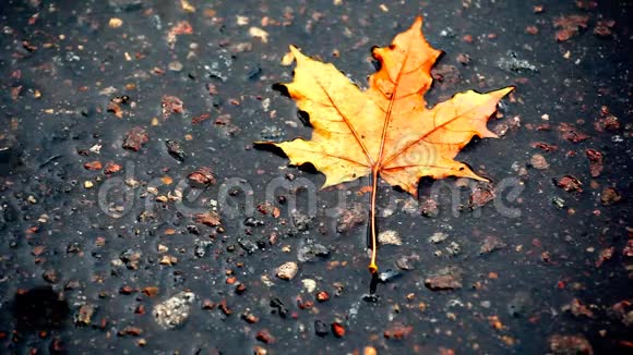 秋叶雨沥青城视频的预览图