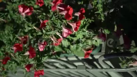 户外的红花视频的预览图