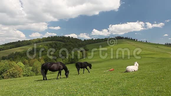 一群马在青山草地上自由活动视频的预览图