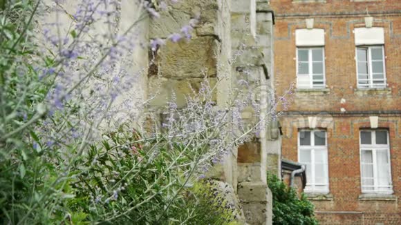 浪漫的盛开的植物和古老的建筑视频的预览图
