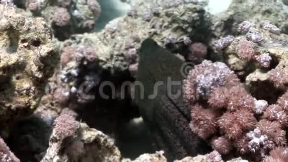 埃及红海巨鳗之首视频的预览图
